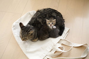 がるちゃん猫カフェ48号店 開店しました♪ (初めての方も大歓迎)