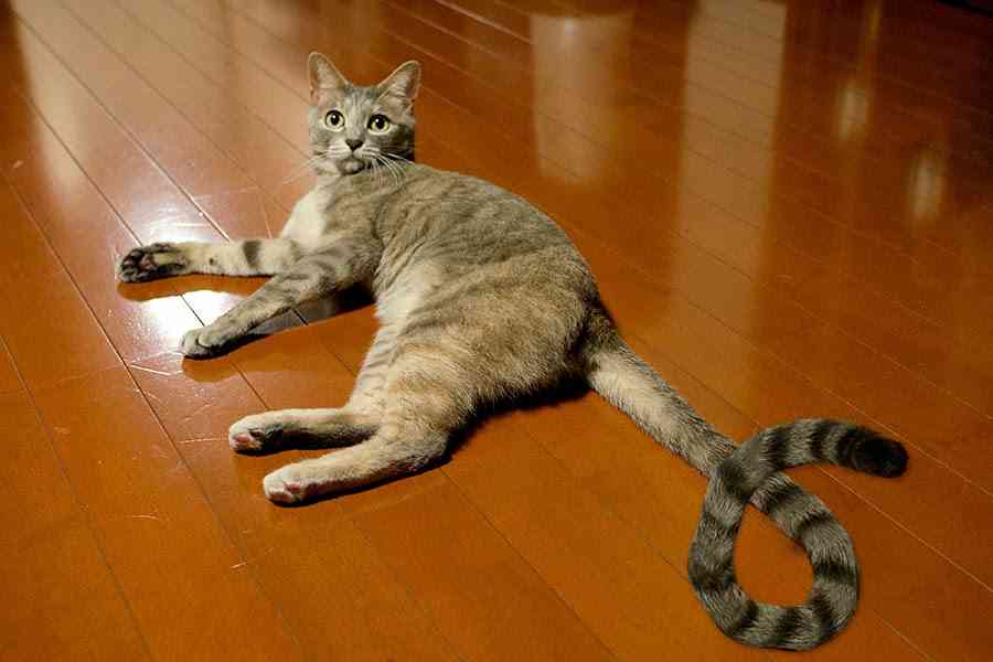がるちゃん猫カフェ48号店 開店しました♪ (初めての方も大歓迎)