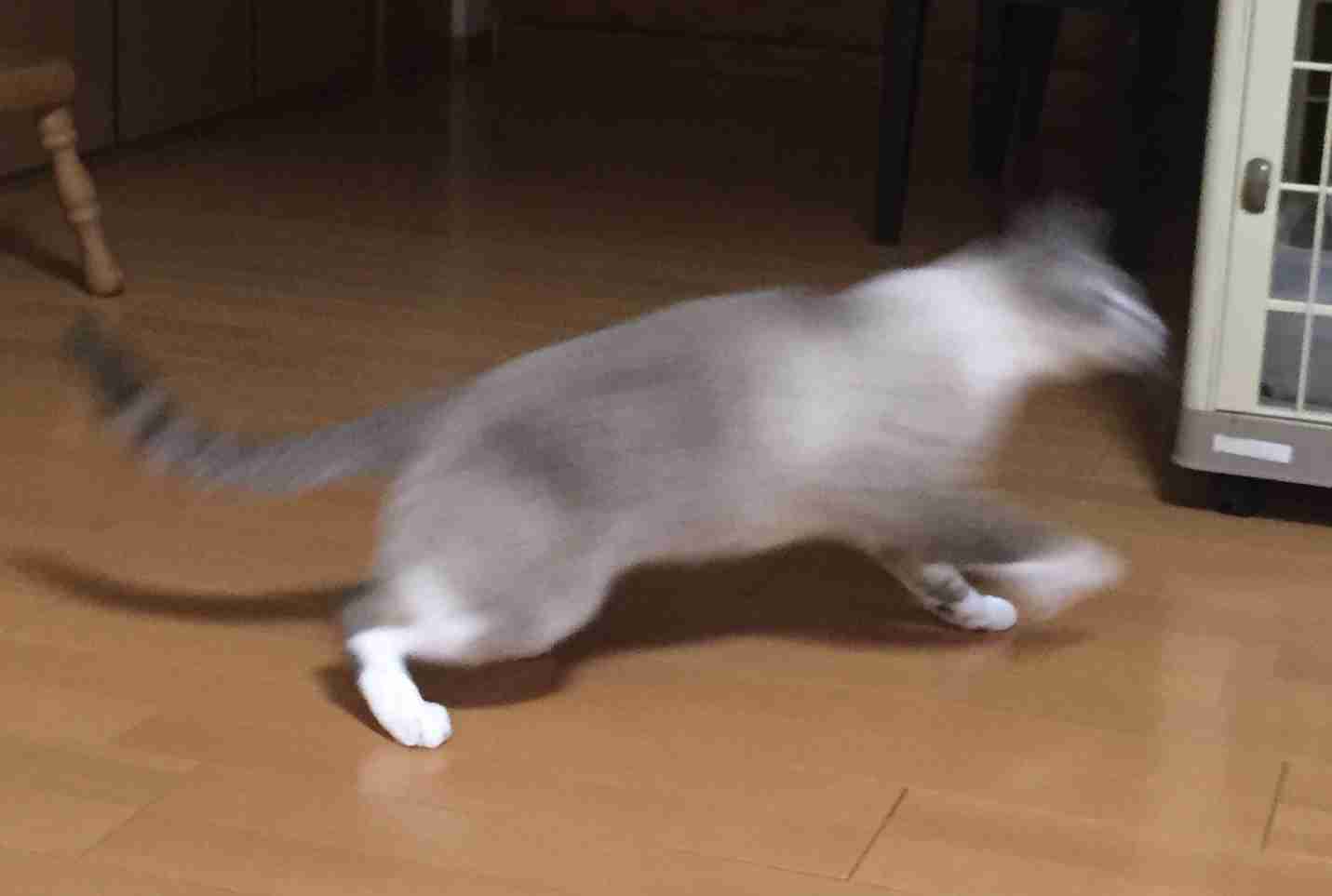 がるちゃん猫カフェ48号店 開店しました♪ (初めての方も大歓迎)