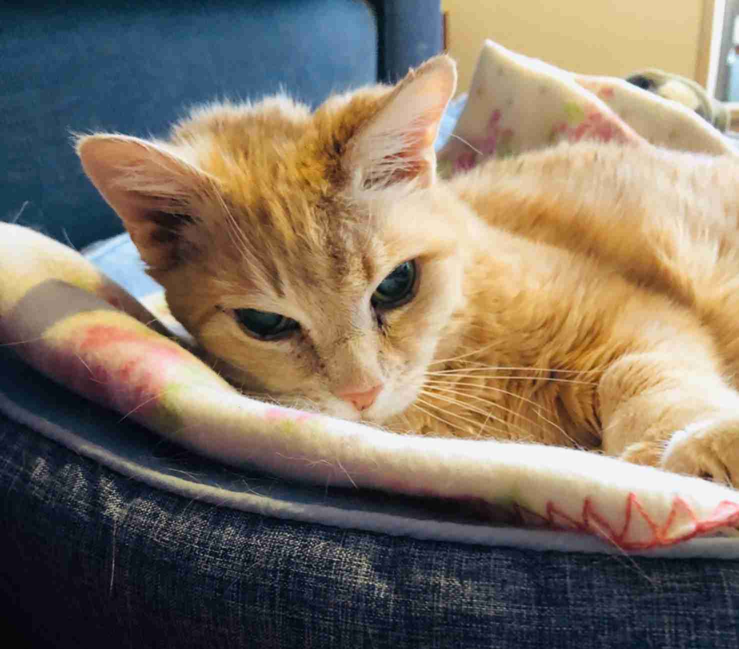 がるちゃん猫カフェ48号店 開店しました♪ (初めての方も大歓迎)