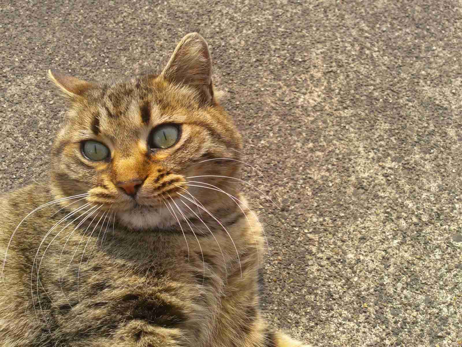がるちゃん猫カフェ48号店 開店しました♪ (初めての方も大歓迎)