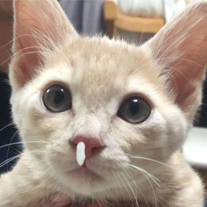 がるちゃん猫カフェ48号店 開店しました♪ (初めての方も大歓迎)