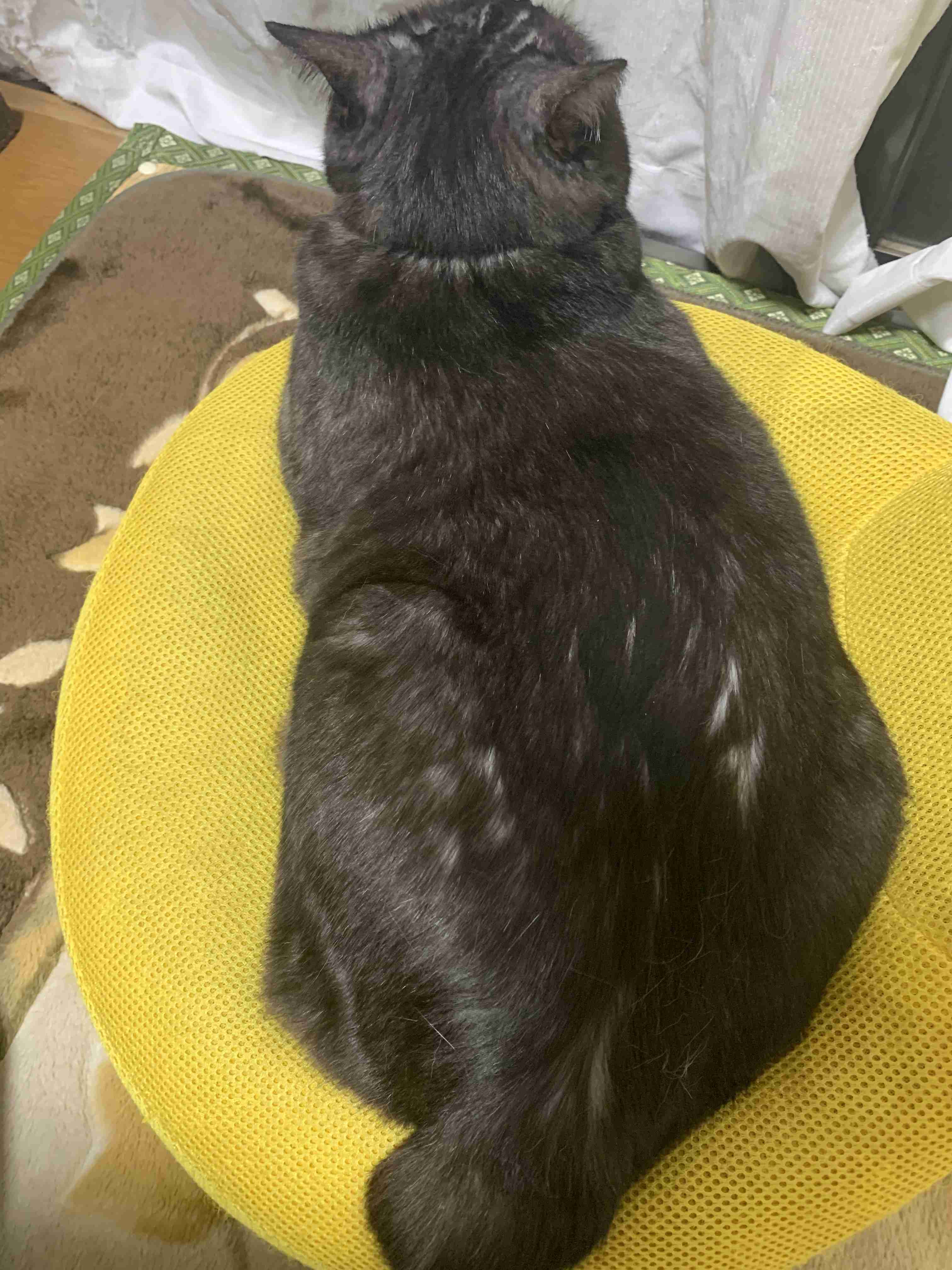 がるちゃん猫カフェ48号店 開店しました♪ (初めての方も大歓迎)