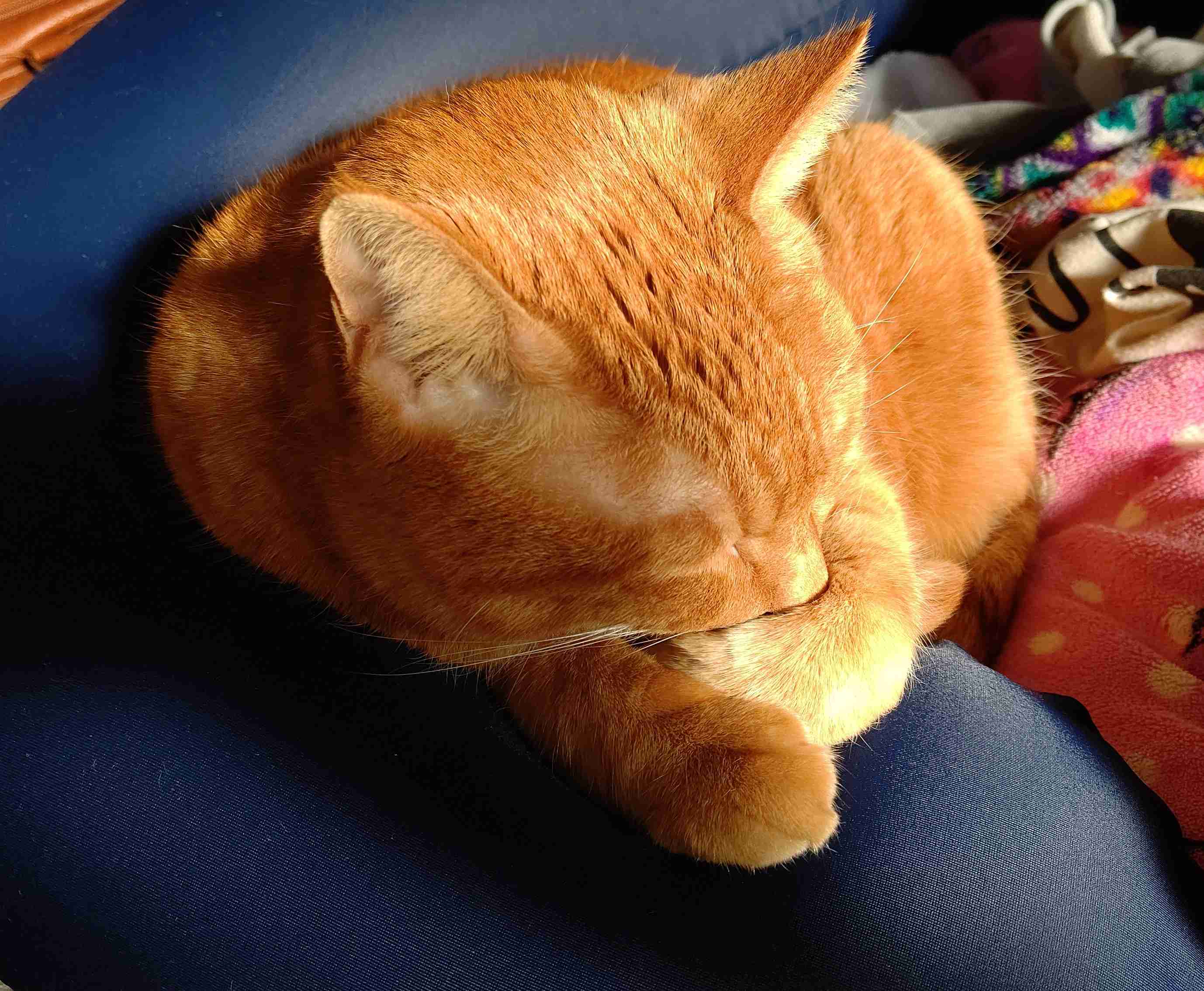 がるちゃん猫カフェ48号店 開店しました♪ (初めての方も大歓迎)