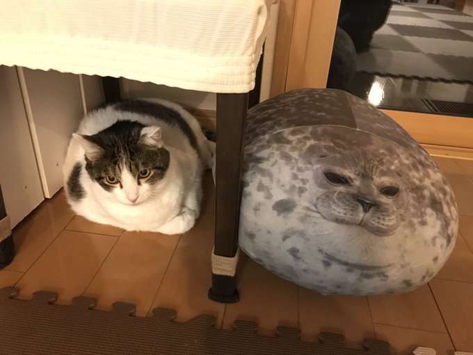 がるちゃん猫カフェ48号店 開店しました♪ (初めての方も大歓迎)