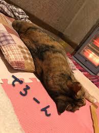 がるちゃん猫カフェ48号店 開店しました♪ (初めての方も大歓迎)