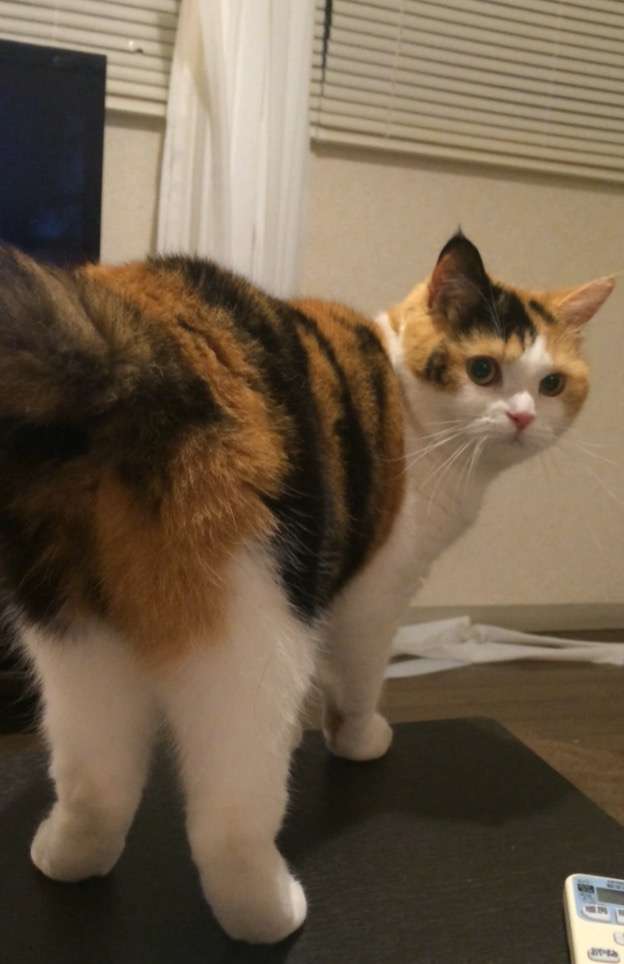 がるちゃん猫カフェ48号店 開店しました♪ (初めての方も大歓迎)