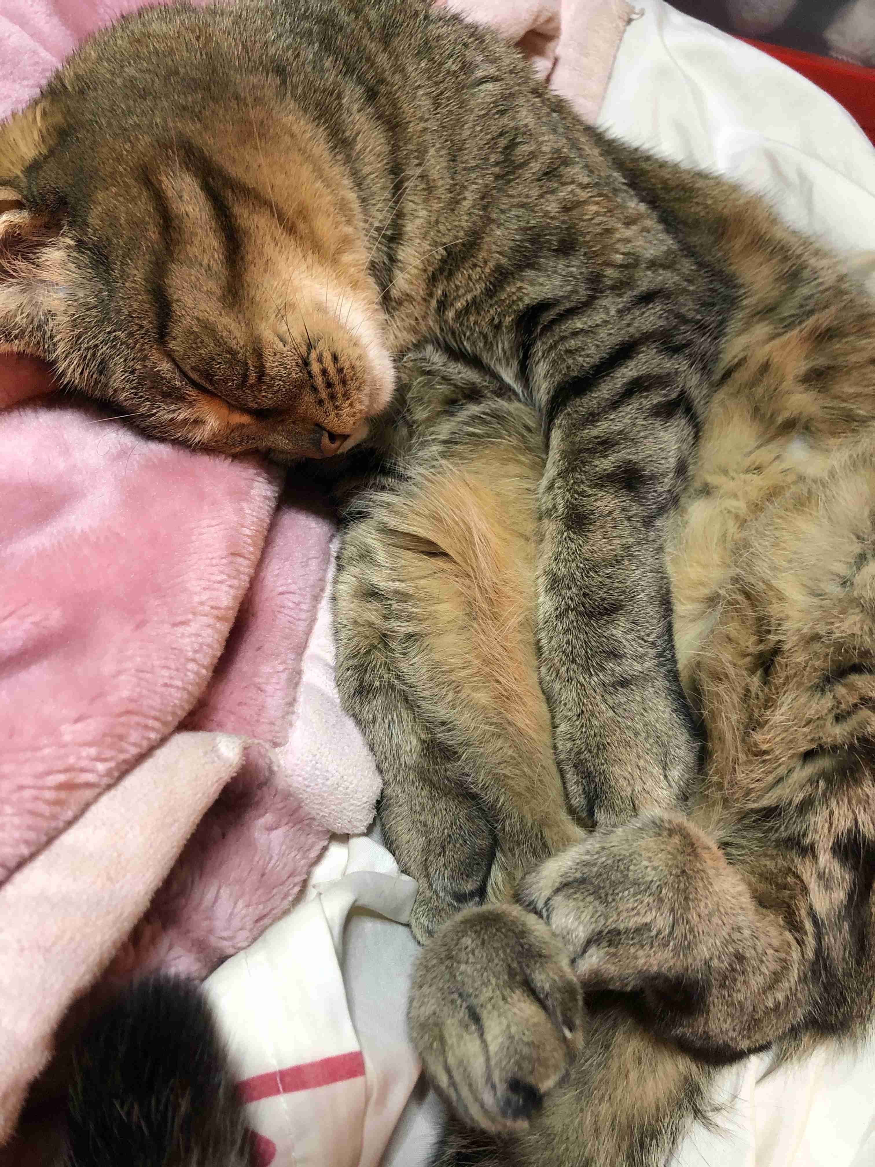 がるちゃん猫カフェ48号店 開店しました♪ (初めての方も大歓迎)