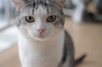がるちゃん猫カフェ48号店 開店しました♪ (初めての方も大歓迎)
