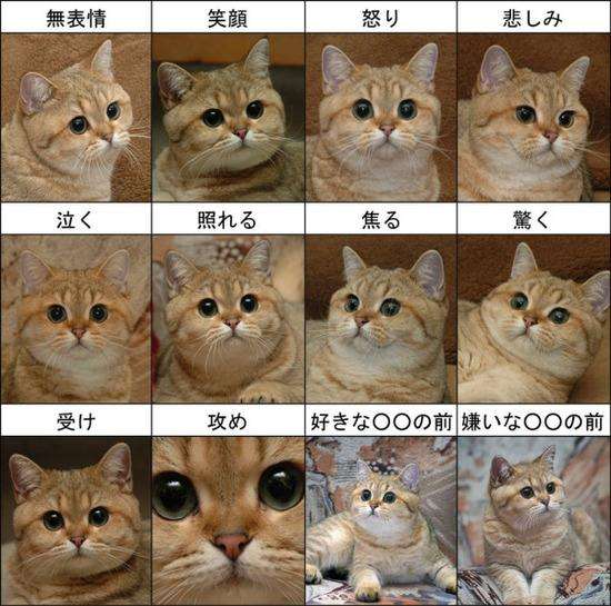 がるちゃん猫カフェ48号店 開店しました♪ (初めての方も大歓迎)