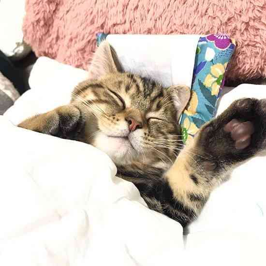 がるちゃん猫カフェ48号店 開店しました♪ (初めての方も大歓迎)