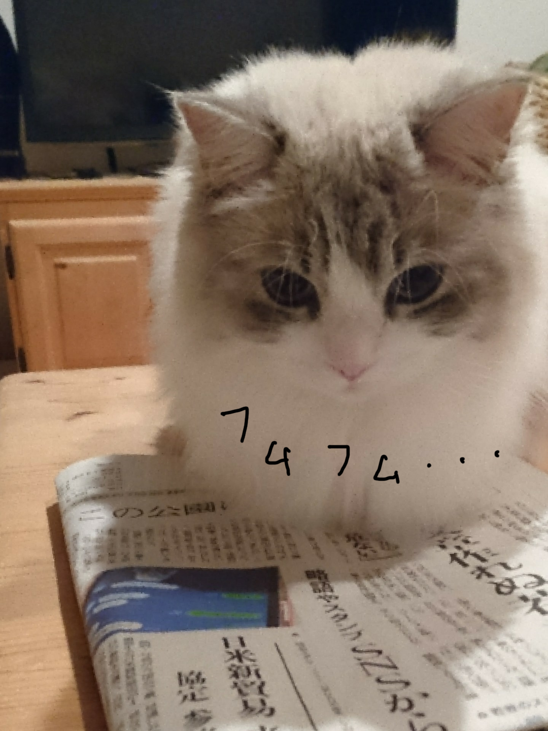 がるちゃん猫カフェ48号店 開店しました♪ (初めての方も大歓迎)