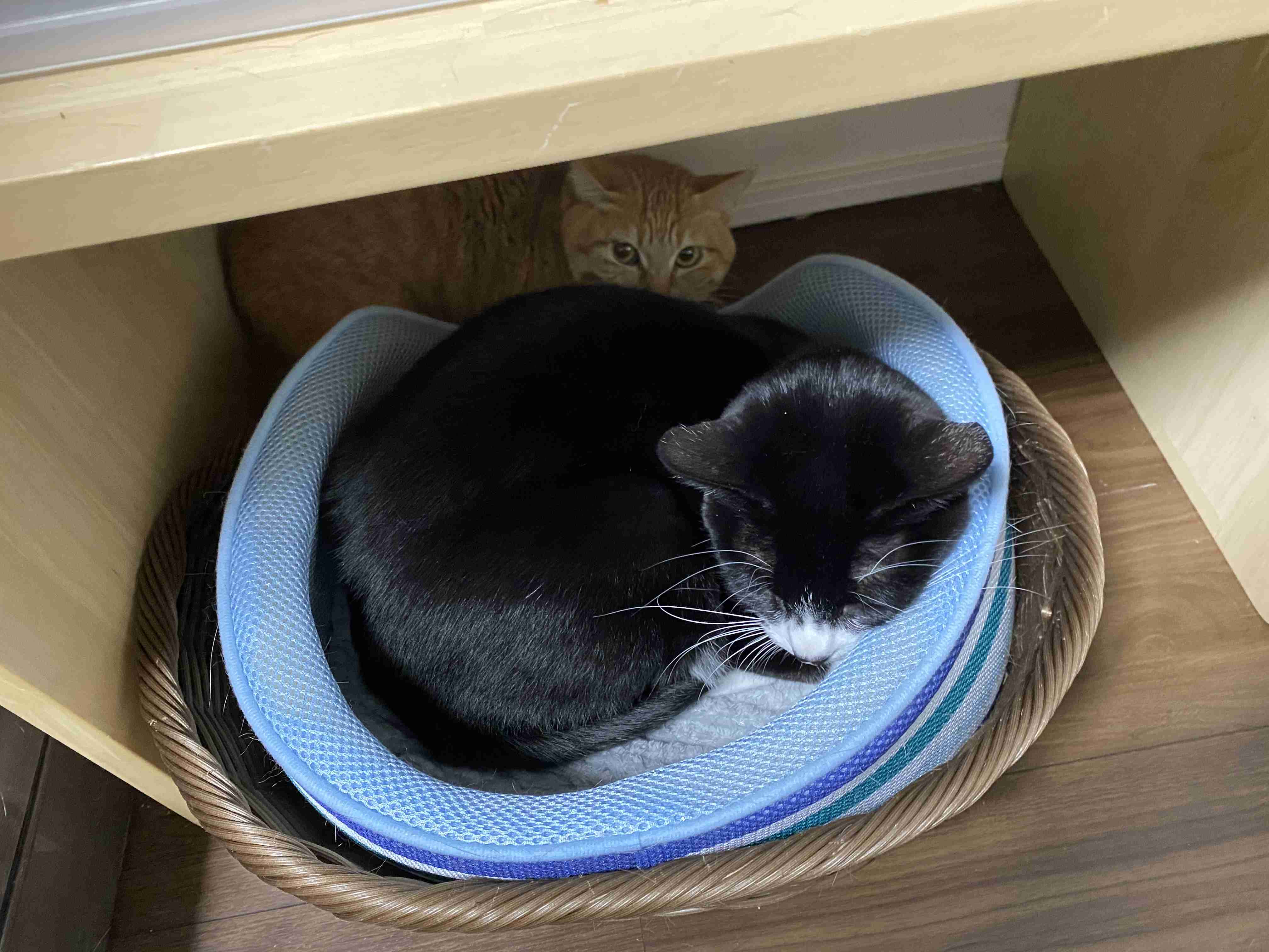 がるちゃん猫カフェ48号店 開店しました♪ (初めての方も大歓迎)