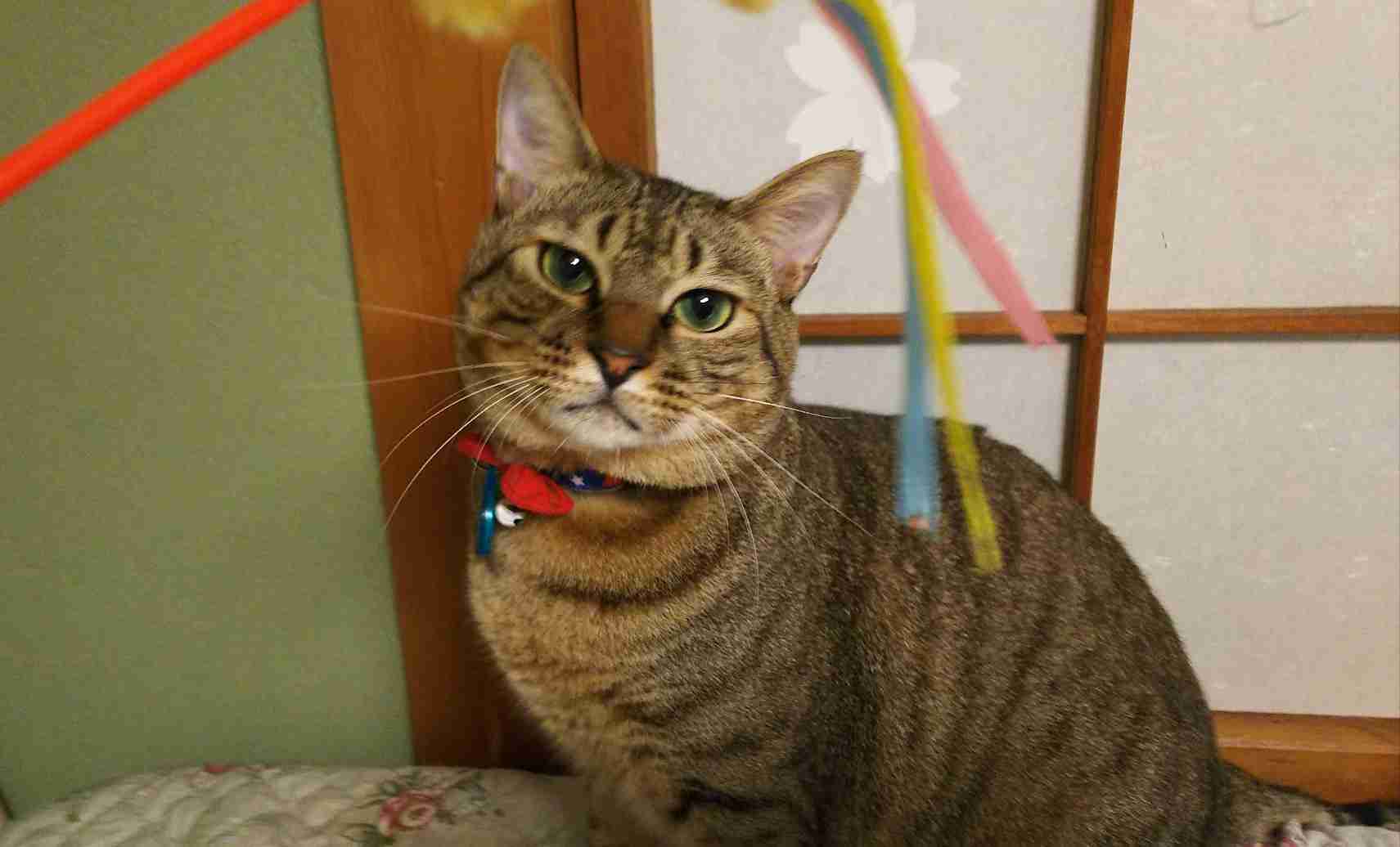 がるちゃん猫カフェ48号店 開店しました♪ (初めての方も大歓迎)