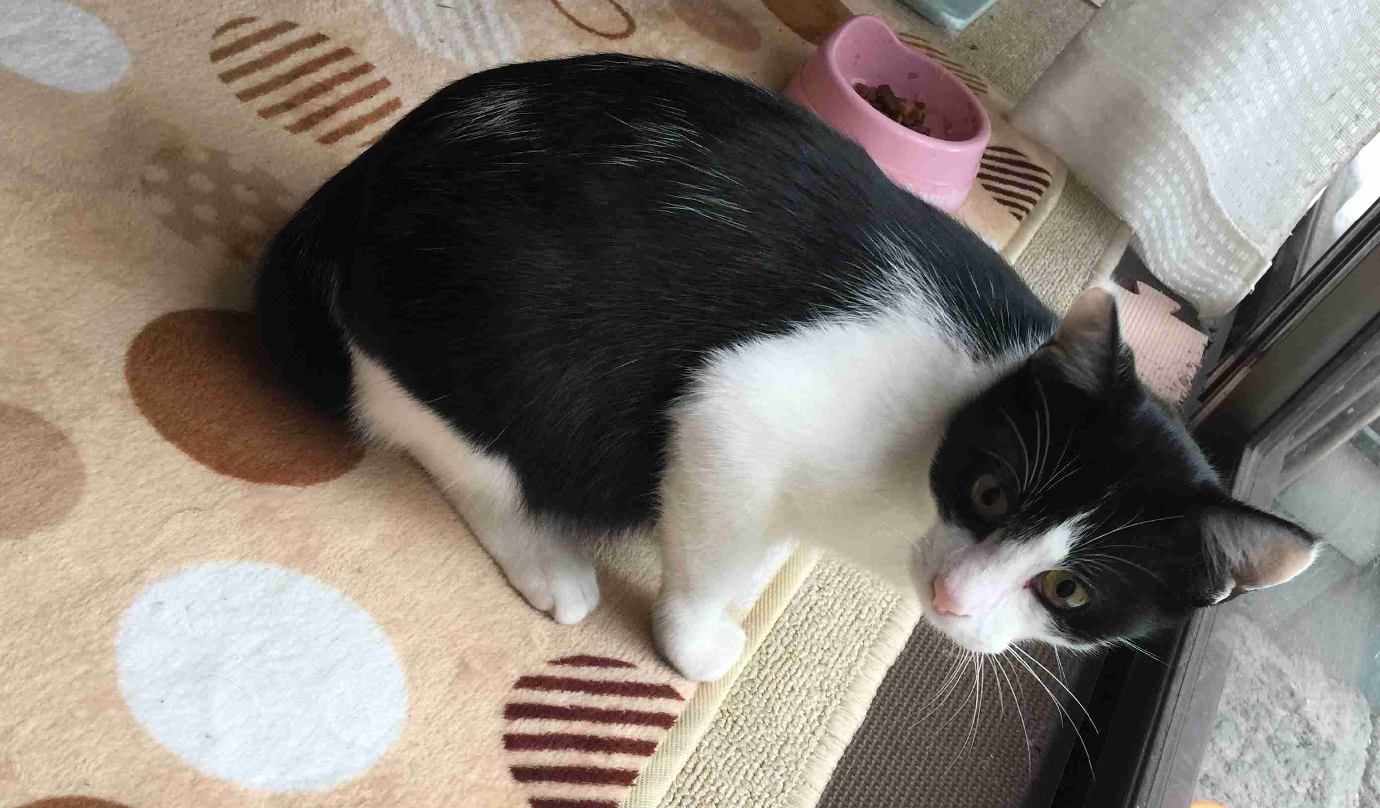 がるちゃん猫カフェ48号店 開店しました♪ (初めての方も大歓迎)