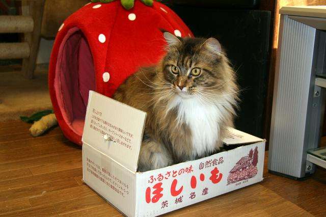 がるちゃん猫カフェ48号店 開店しました♪ (初めての方も大歓迎)