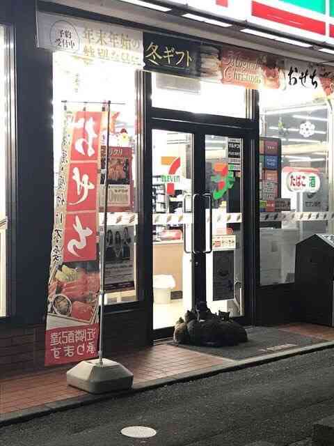 がるちゃん猫カフェ48号店 開店しました♪ (初めての方も大歓迎)