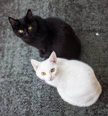 がるちゃん猫カフェ48号店 開店しました♪ (初めての方も大歓迎)