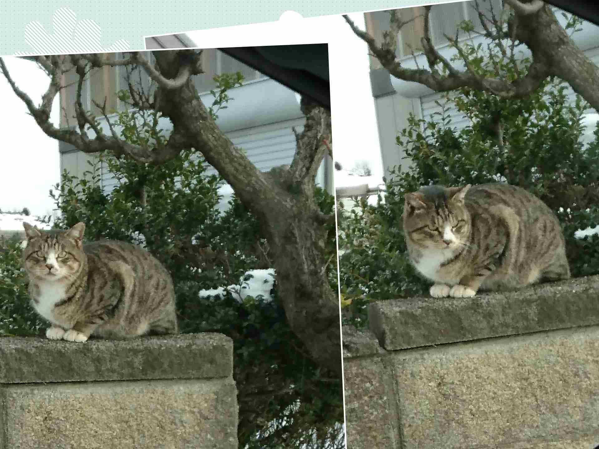がるちゃん猫カフェ48号店 開店しました♪ (初めての方も大歓迎)