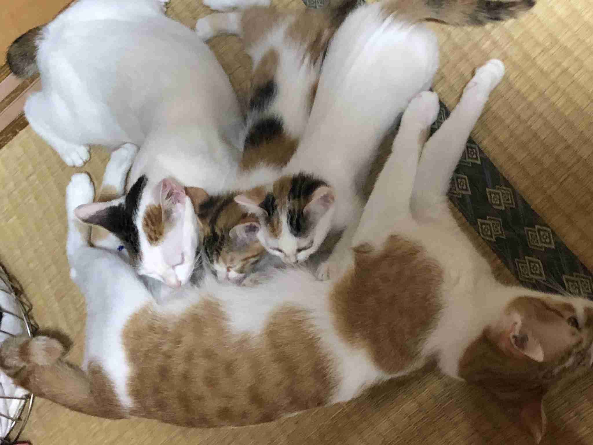 がるちゃん猫カフェ48号店 開店しました♪ (初めての方も大歓迎)