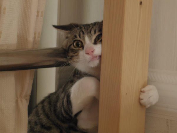 がるちゃん猫カフェ48号店 開店しました♪ (初めての方も大歓迎)