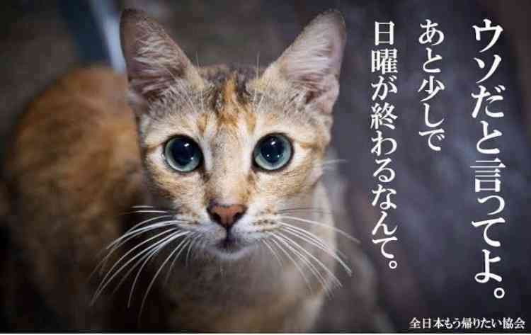 がるちゃん猫カフェ48号店 開店しました♪ (初めての方も大歓迎)