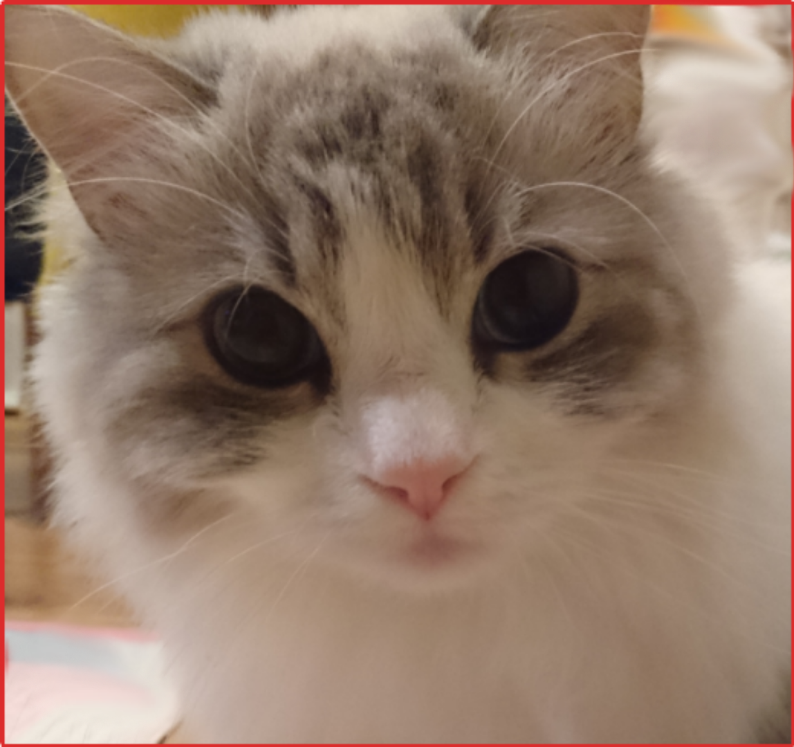 がるちゃん猫カフェ48号店 開店しました♪ (初めての方も大歓迎)