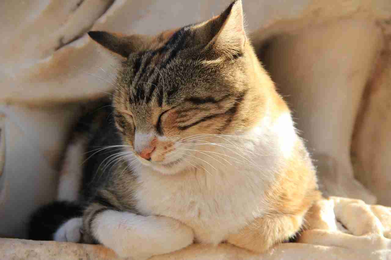 がるちゃん猫カフェ48号店 開店しました♪ (初めての方も大歓迎)