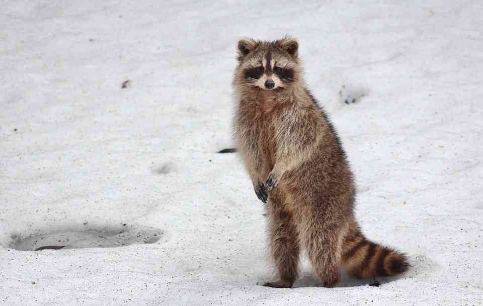 がるちゃん猫カフェ48号店 開店しました♪ (初めての方も大歓迎)