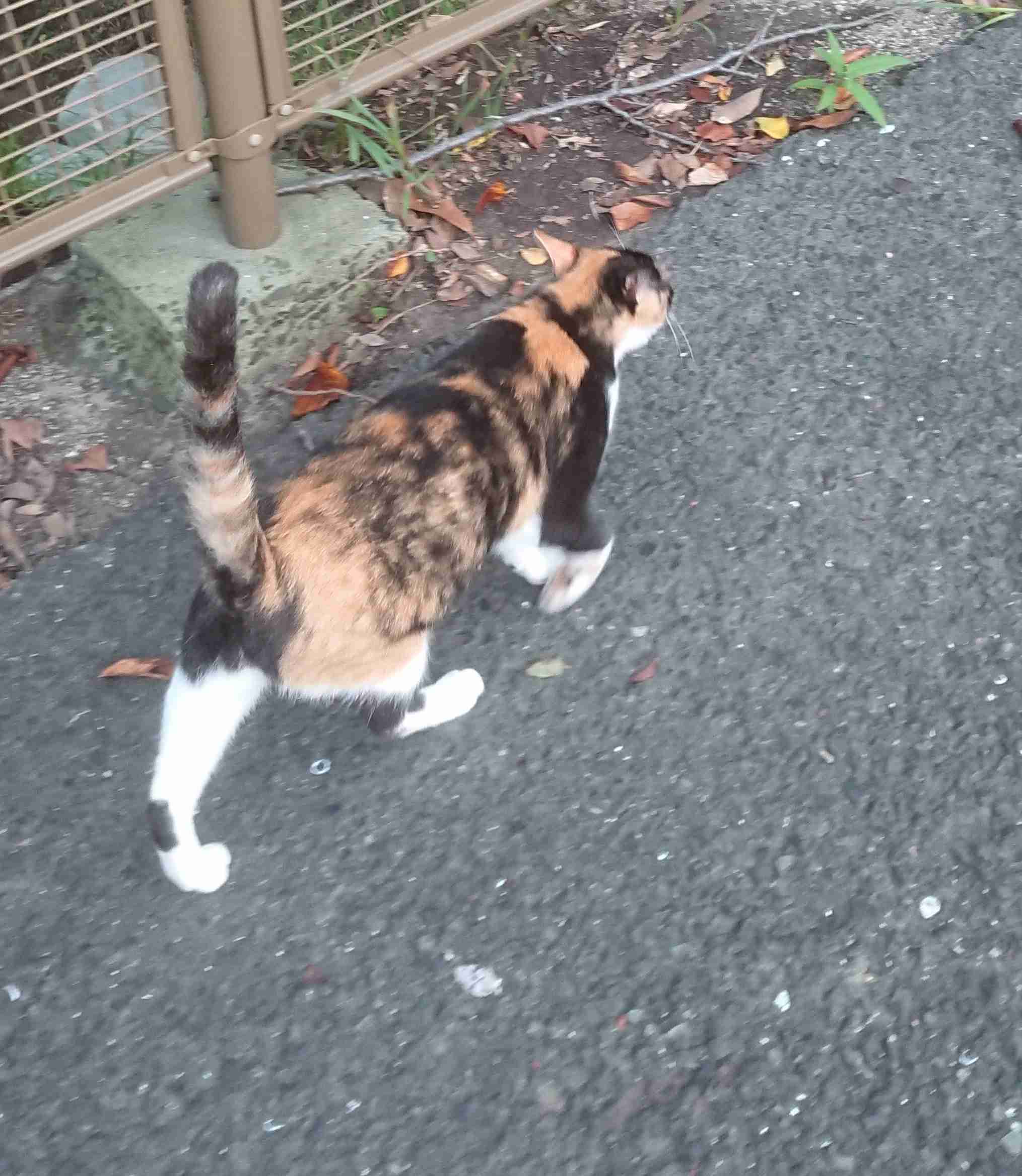がるちゃん猫カフェ48号店 開店しました♪ (初めての方も大歓迎)