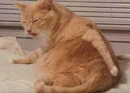 がるちゃん猫カフェ48号店 開店しました♪ (初めての方も大歓迎)
