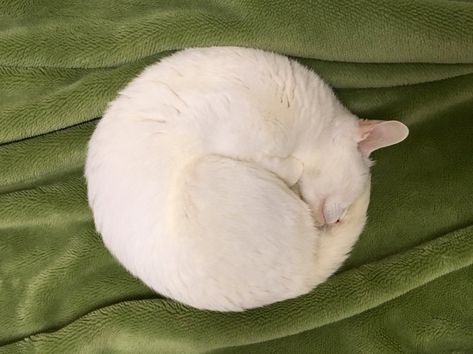 がるちゃん猫カフェ48号店 開店しました♪ (初めての方も大歓迎)