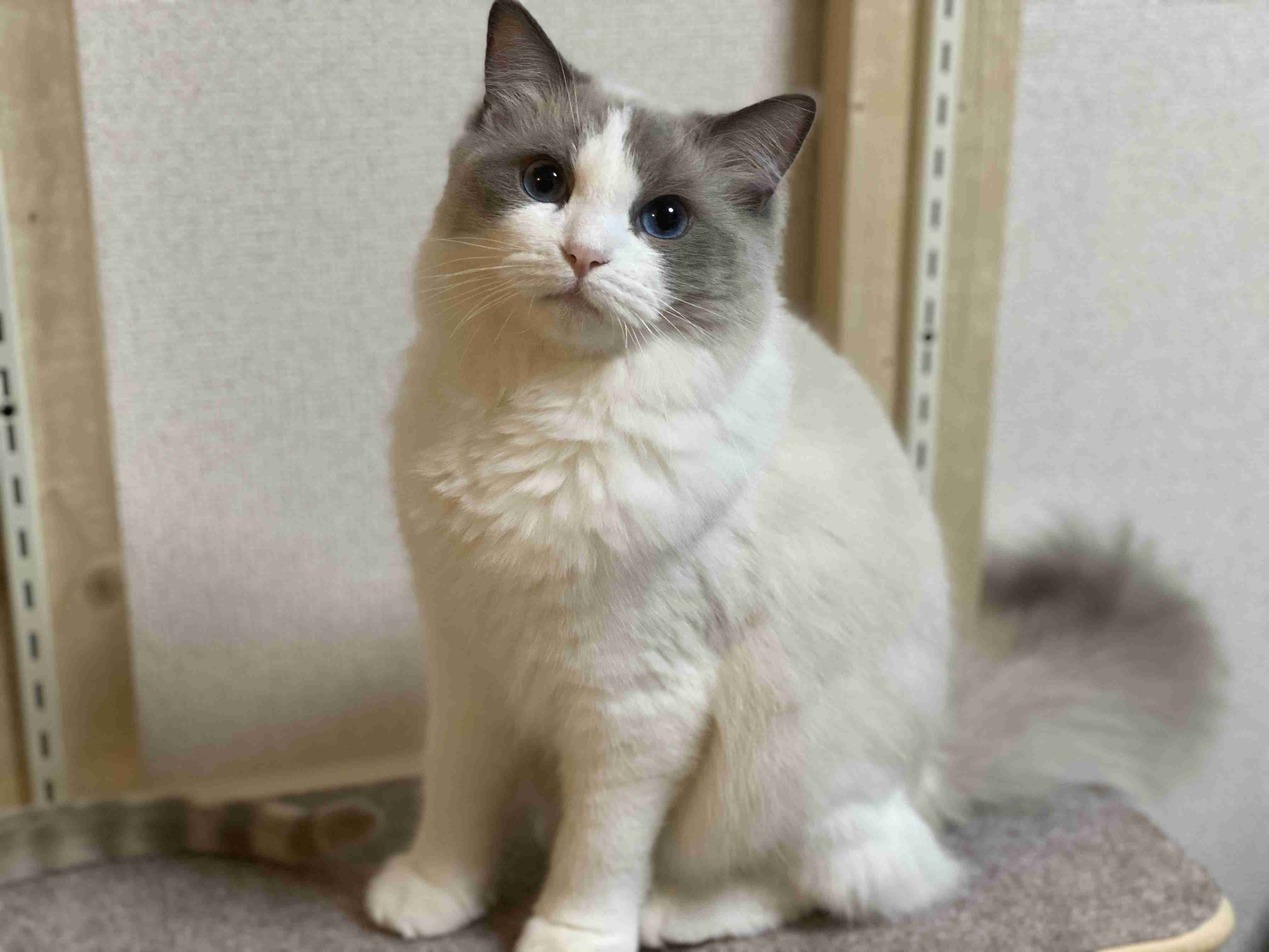 がるちゃん猫カフェ48号店 開店しました♪ (初めての方も大歓迎)