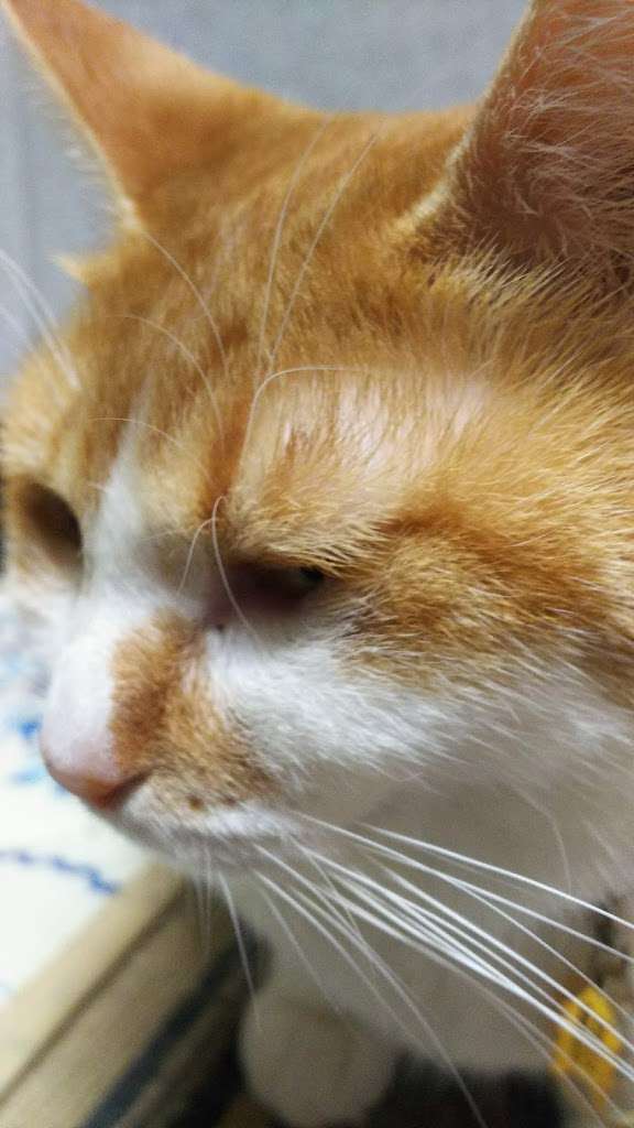 がるちゃん猫カフェ48号店 開店しました♪ (初めての方も大歓迎)