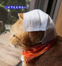 がるちゃん猫カフェ48号店 開店しました♪ (初めての方も大歓迎)