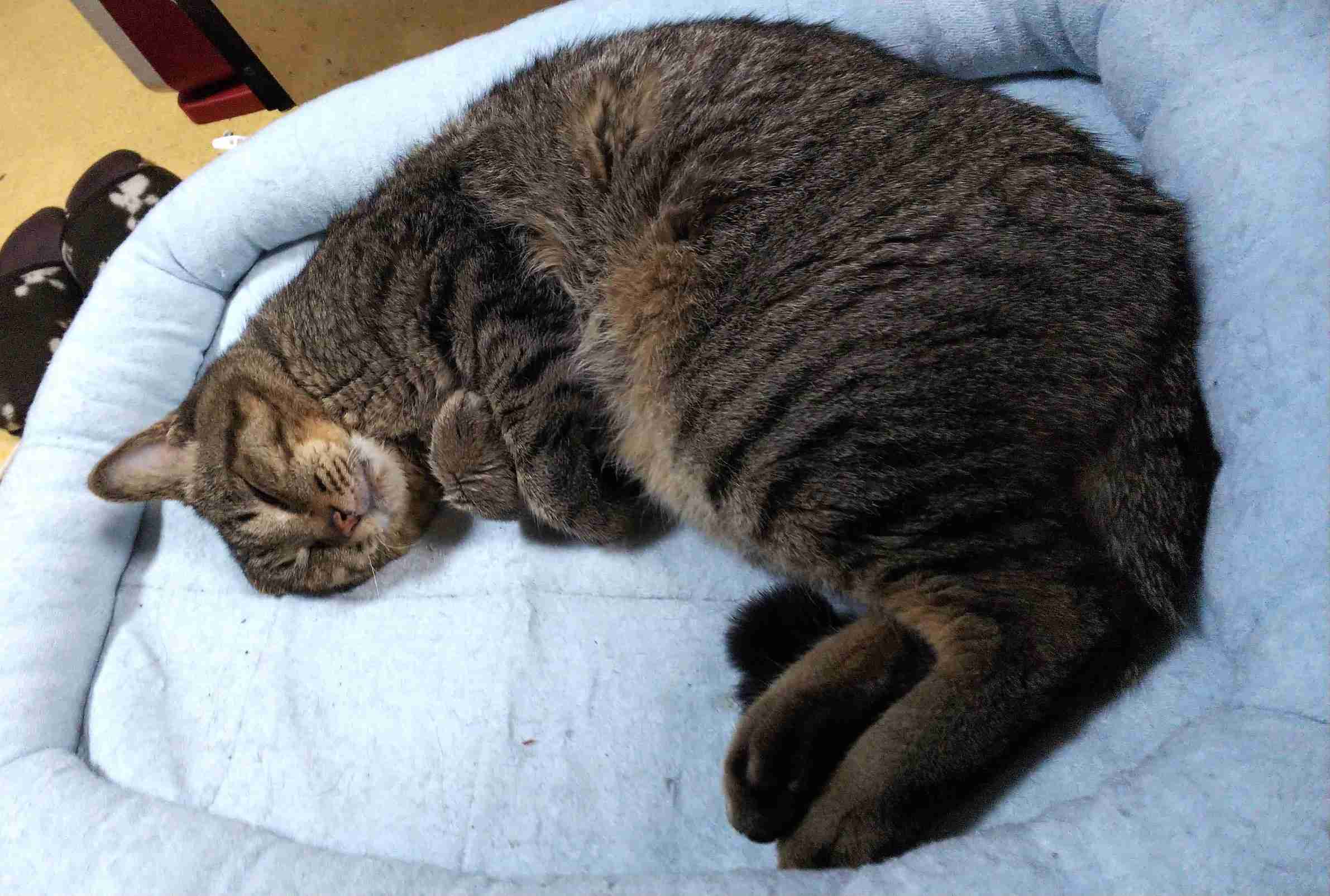 がるちゃん猫カフェ48号店 開店しました♪ (初めての方も大歓迎)