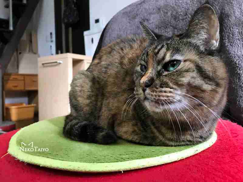 がるちゃん猫カフェ48号店 開店しました♪ (初めての方も大歓迎)
