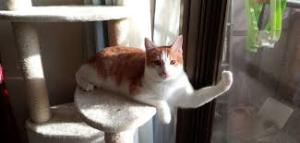 がるちゃん猫カフェ48号店 開店しました♪ (初めての方も大歓迎)