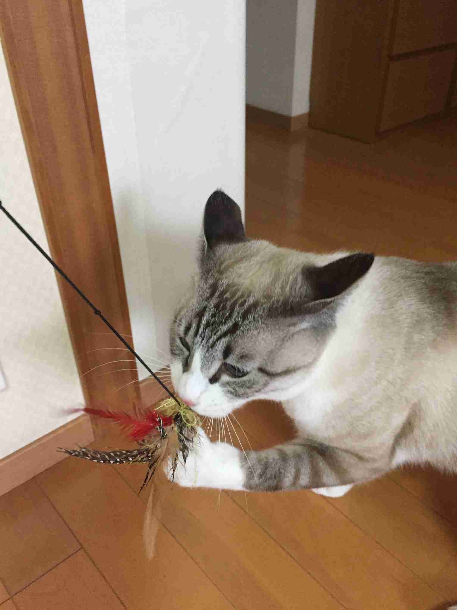 がるちゃん猫カフェ48号店 開店しました♪ (初めての方も大歓迎)