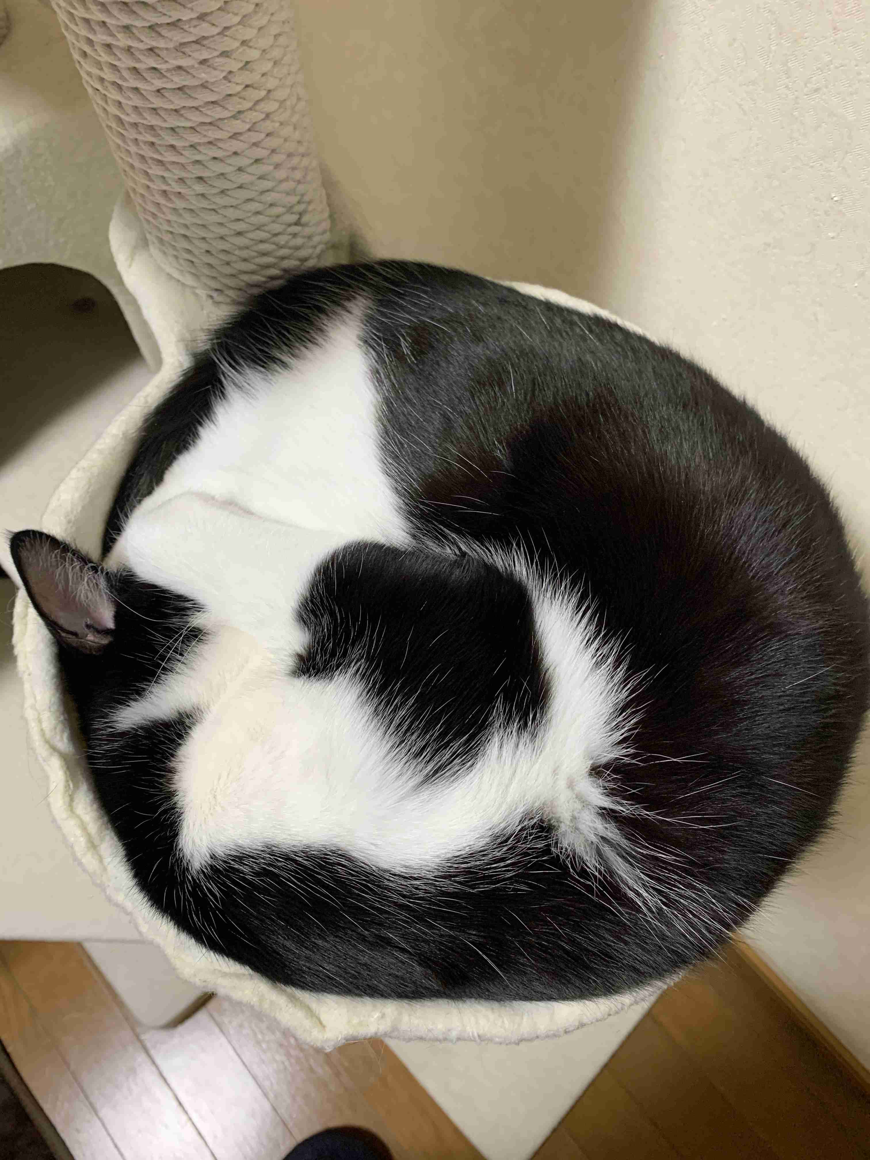 がるちゃん猫カフェ48号店 開店しました♪ (初めての方も大歓迎)