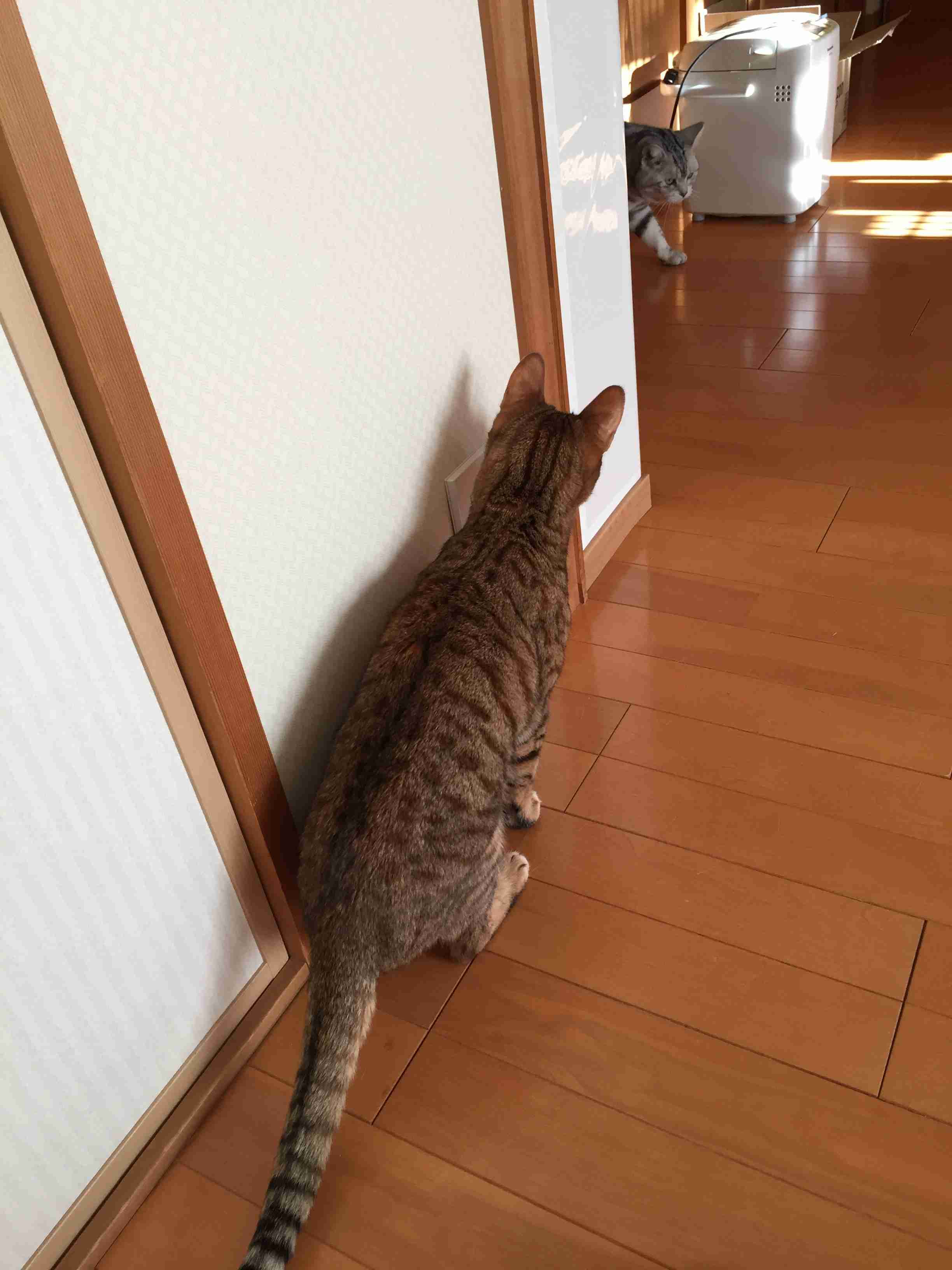 がるちゃん猫カフェ48号店 開店しました♪ (初めての方も大歓迎)