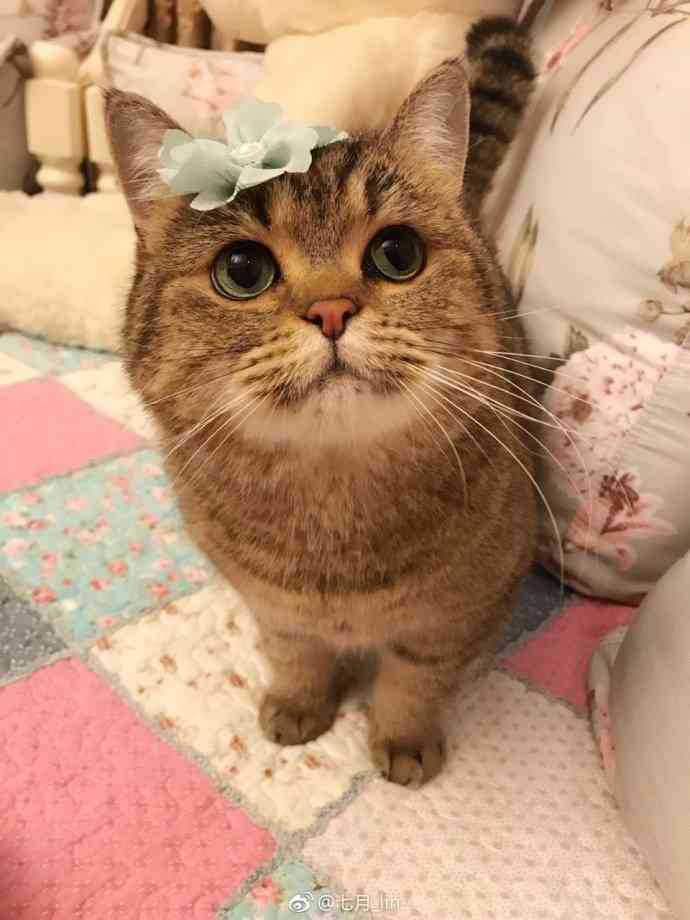 がるちゃん猫カフェ48号店 開店しました♪ (初めての方も大歓迎)