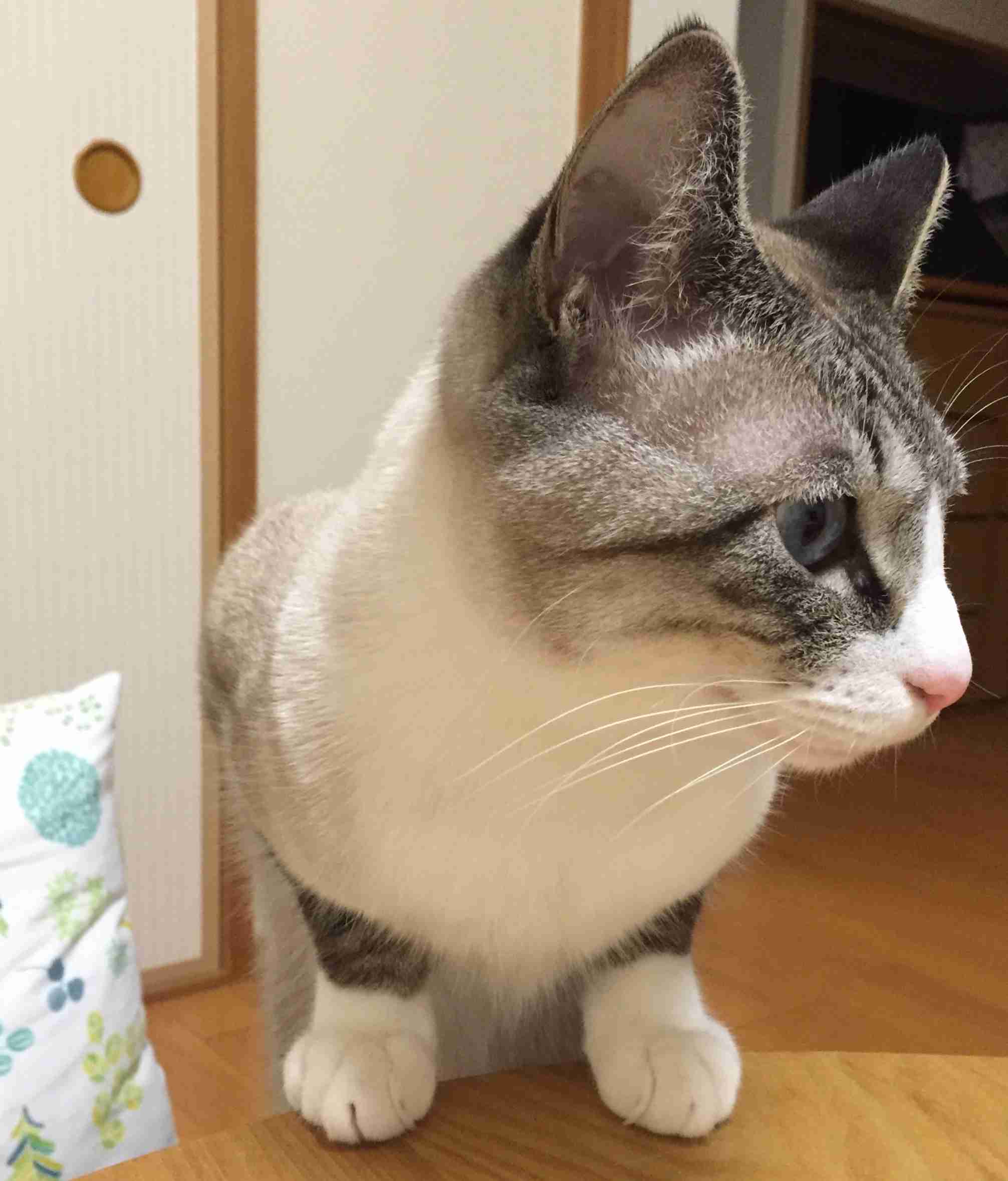 がるちゃん猫カフェ48号店 開店しました♪ (初めての方も大歓迎)