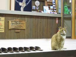 がるちゃん猫カフェ48号店 開店しました♪ (初めての方も大歓迎)