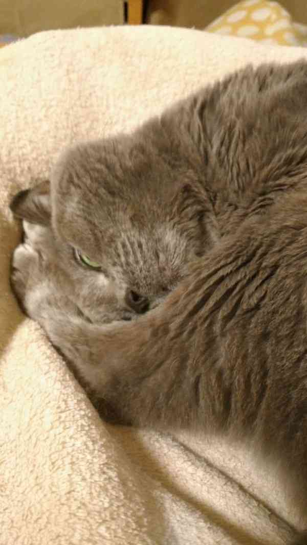 がるちゃん猫カフェ48号店 開店しました♪ (初めての方も大歓迎)