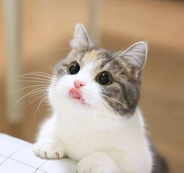 がるちゃん猫カフェ48号店 開店しました♪ (初めての方も大歓迎)