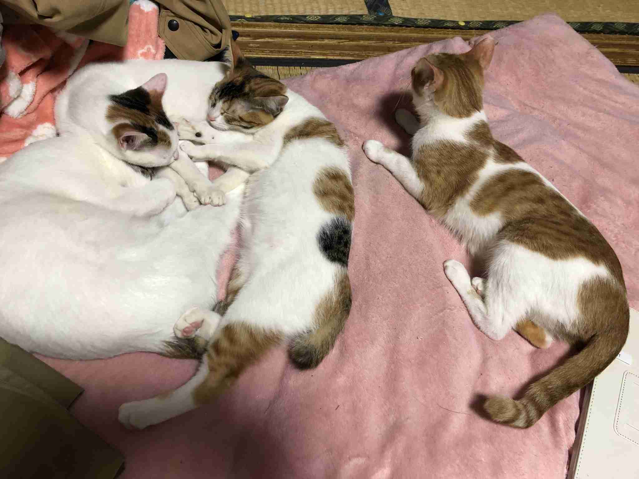 がるちゃん猫カフェ48号店 開店しました♪ (初めての方も大歓迎)