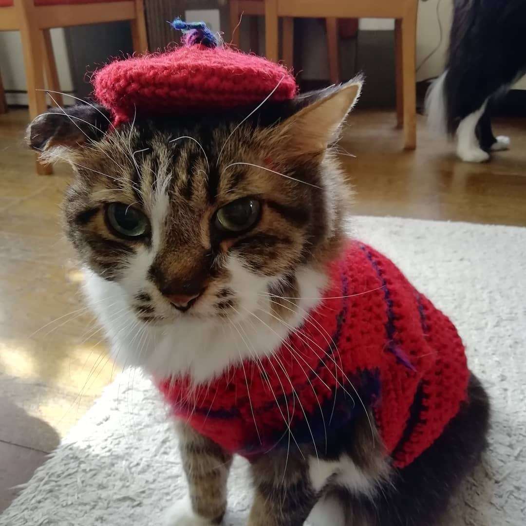 がるちゃん猫カフェ48号店 開店しました♪ (初めての方も大歓迎)