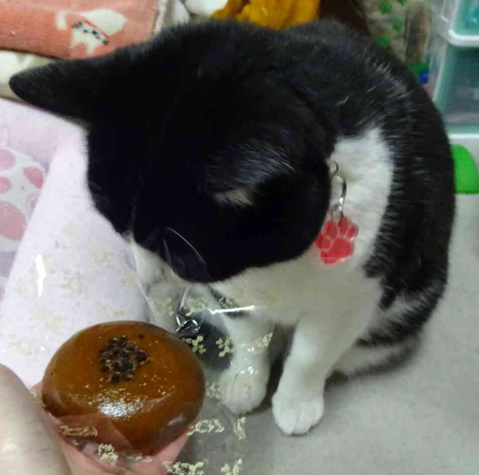 がるちゃん猫カフェ48号店 開店しました♪ (初めての方も大歓迎)