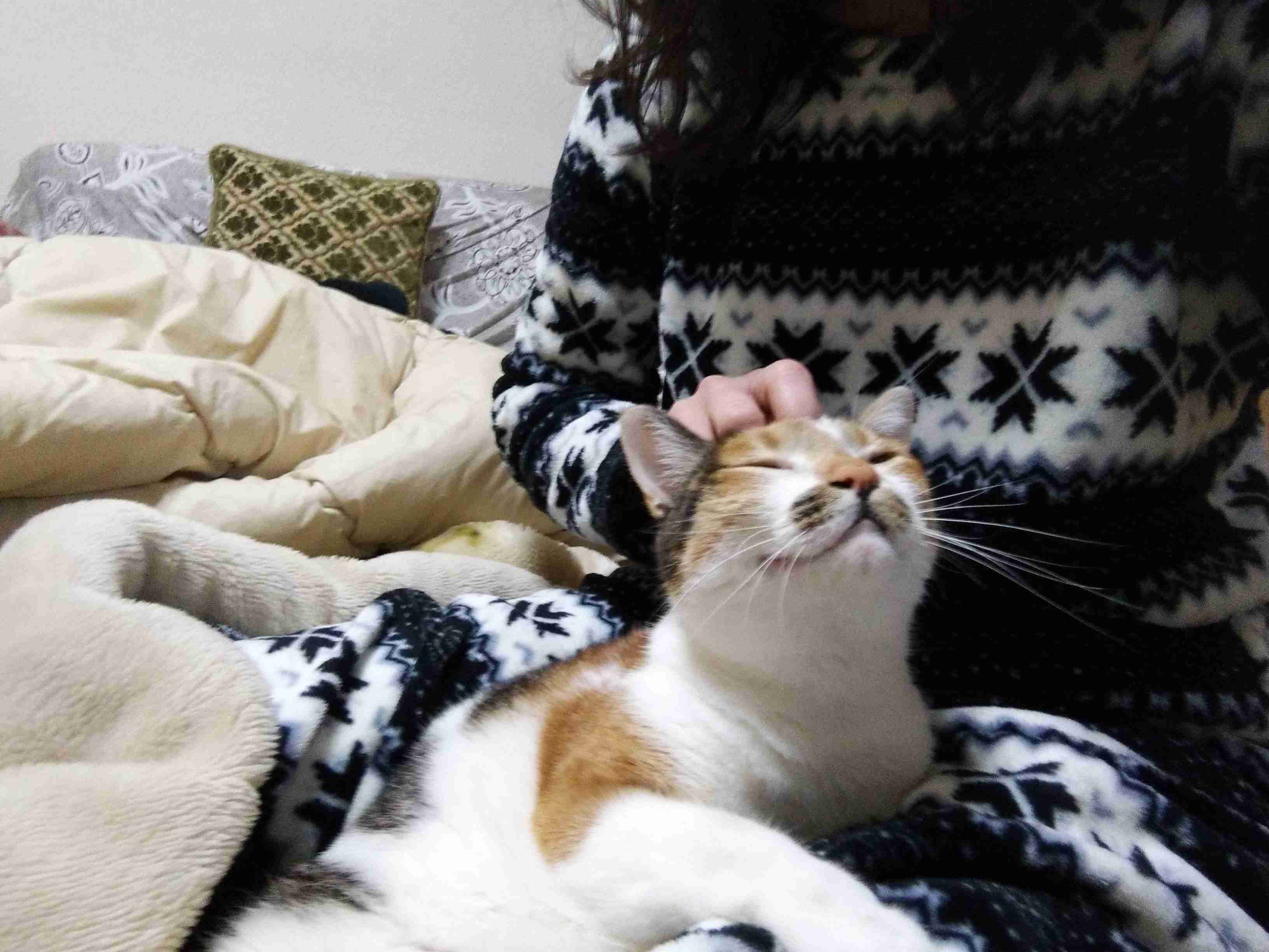 がるちゃん猫カフェ48号店 開店しました♪ (初めての方も大歓迎)